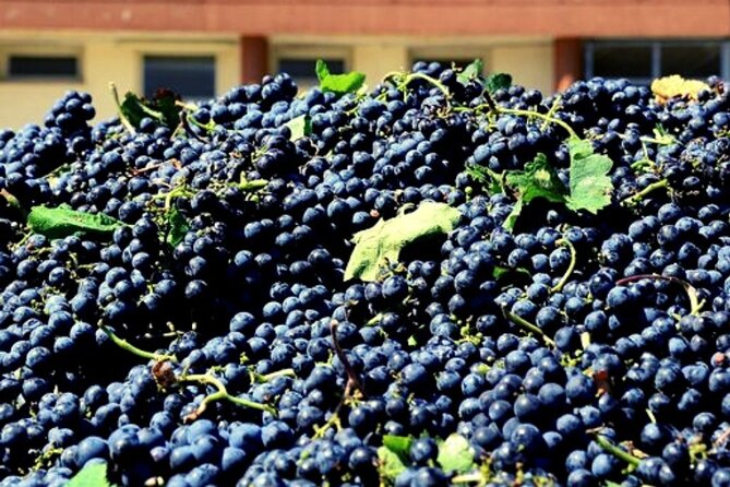 Sicilian Winery Tour with Wine Tasting from Palermo - The itinerary flow: what happens when, and what to watch for