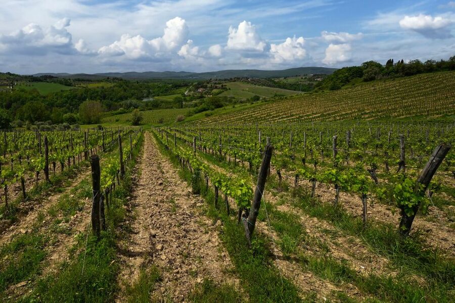 Siena: Organic Winery Tour and Wine Tasting - Old cellar to tasting room: the winemaking steps that change flavor