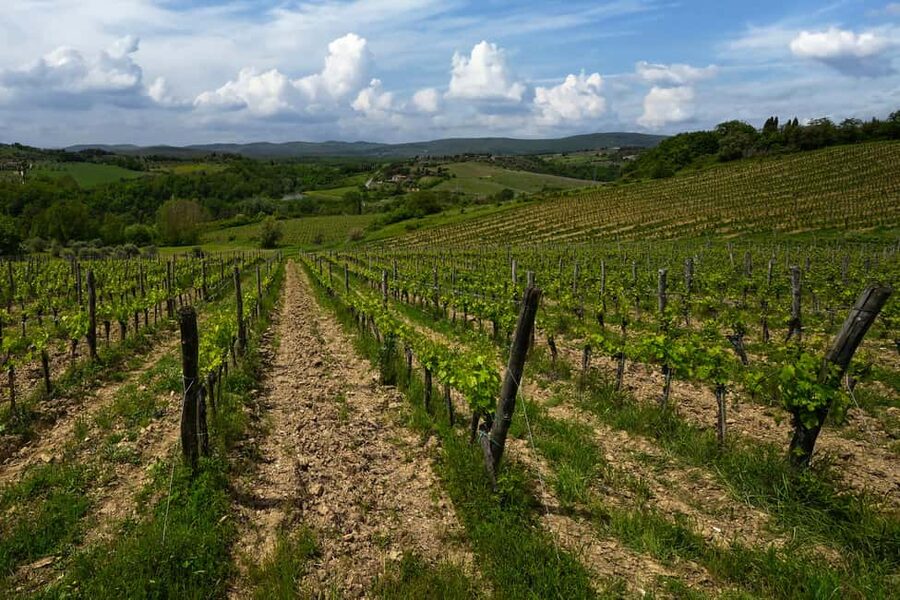 Siena: Organic Winery Tour and Wine Tasting - Price and value: $88 for 2.5 hours that actually teach you something