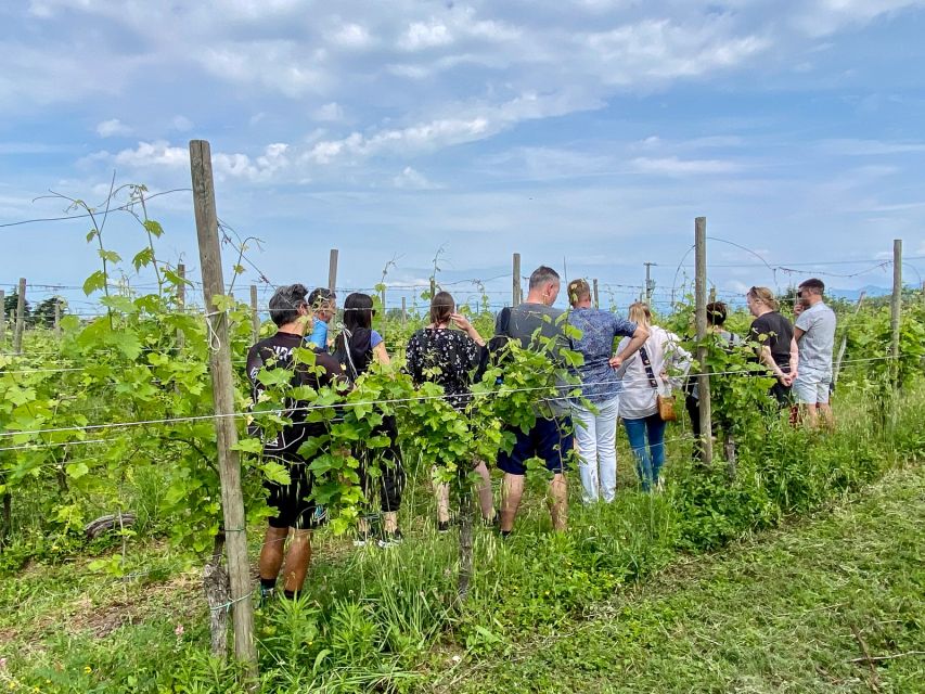 Sirmione: Vineyard Tour with Lugana Wines and Local Tastings - Lugana near Sirmione: why you’re tasting something specific