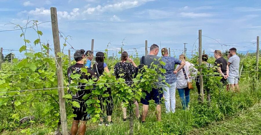 Sirmione: Vineyard Tour with Lugana Wines and Local Tastings - Vineyard walk: Turbiana, sustainability, and why biodiversity is part of the story