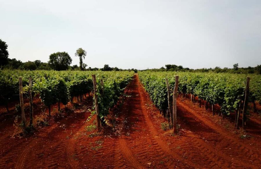 Šišan: Wine Tasting: Organic Wines of Southern Istria - Logistics you should handle before you arrive