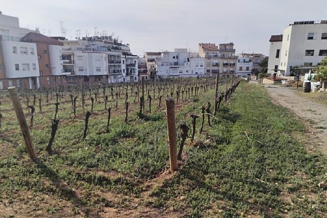 Sitges sailing, walking and winery tour - Stop 2: a short Sitges walking tour aimed at the town’s wine connection
