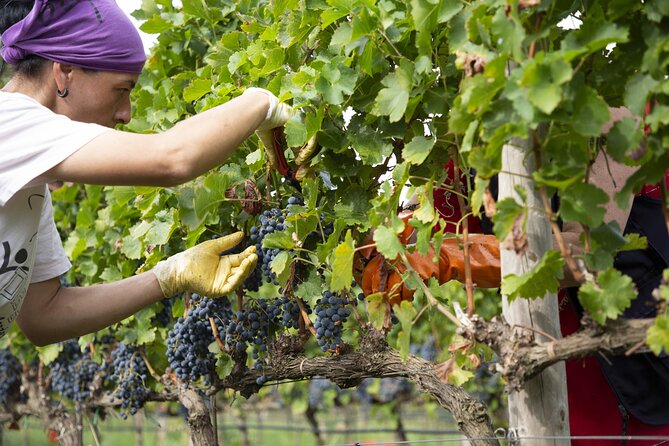 Small-Group Exclusive Winery and Wine Tasting Tour in Frascati - What’s on the Plate: Local Cheese, Cured Meats, and Bread