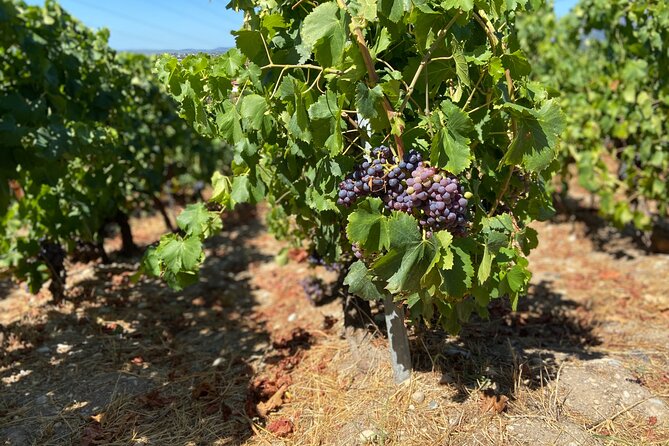 Small Group Guided E-bike Tour in Nice's Organic Vineyard - The All-Inclusive Wine Tasting: What You’re Paying For