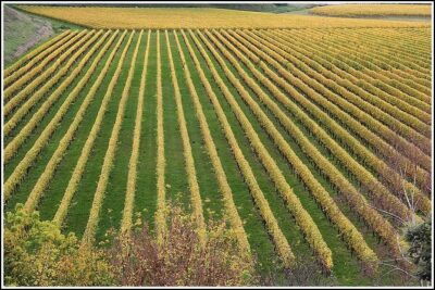 Small Group - Half-Day Hawke's Bay Winery Tour - What you’ll actually do at each winery (and what to ask for)