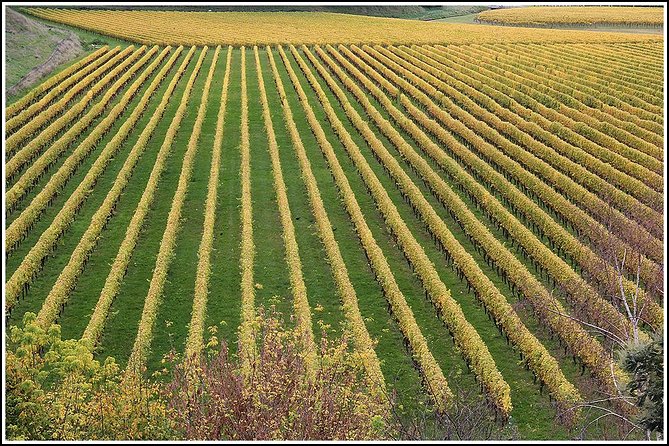 Small Group - Half-Day Hawke's Bay Winery Tour - What you’ll actually do at each winery (and what to ask for)