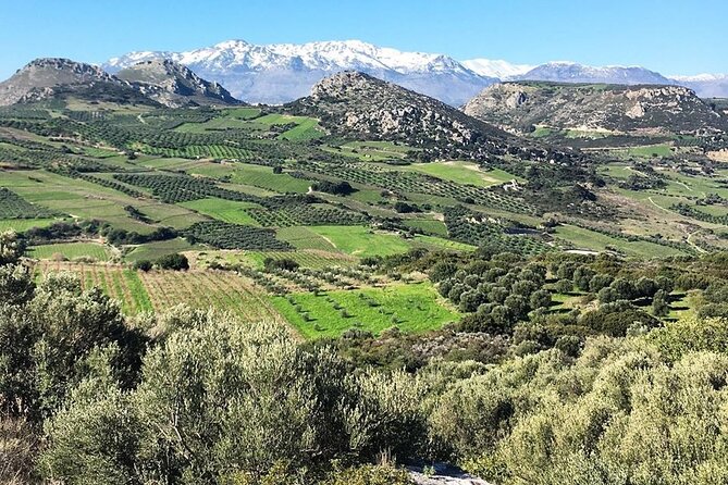 Small Group: Knossos, Olive Oil, Winery & Raki with Lunch - Olive grove farm: olive oil tasting with real context