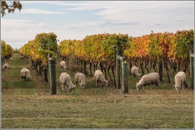 Small group - Napier Premium Winery , Beer & Cider + 5.5h to 6h. - Starting at Hawkes Bay Scenic Tours Ltd.: getting oriented fast
