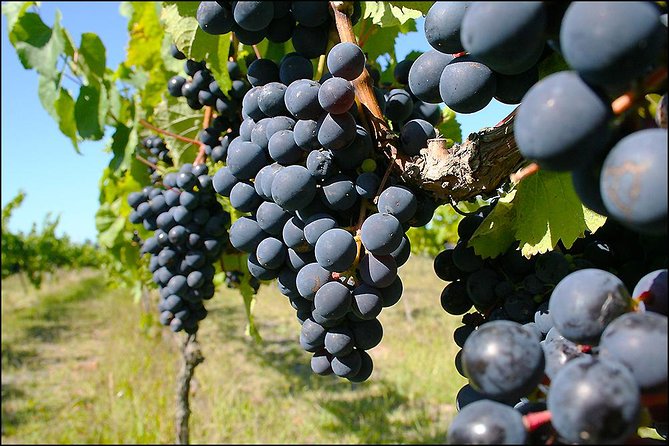 Small group - Napier Premium Winery , Beer & Cider + 5.5h to 6h. - Lunch with cheese platters or pizzas: the hidden pacing tool