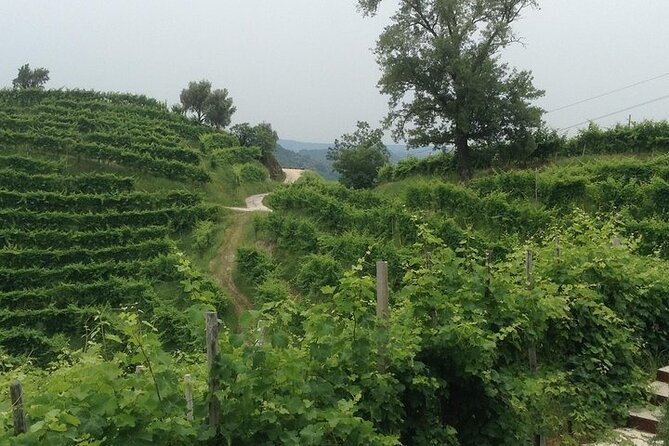 Small Group Prosecco Experience from Venice - Boutique Winery - Meet Ricardo and Head Into the Conegliano Valdobbiadene Hills