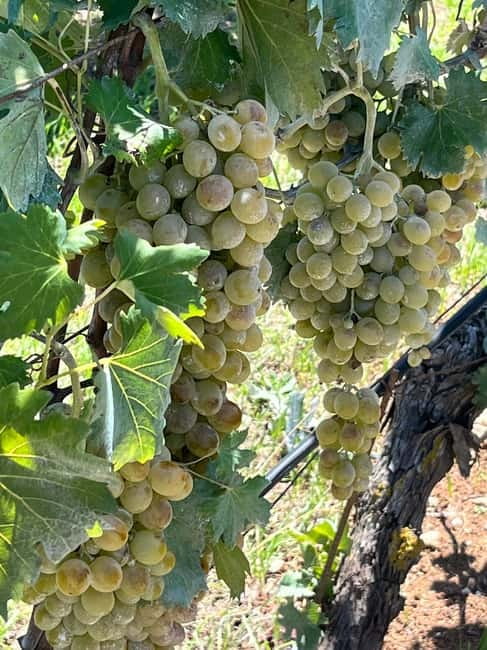 Soap Workshop, Olive Oil, Lyrarakis Winery and Lunch at Peza - Price and value: is $212 a fair deal or a stretch?