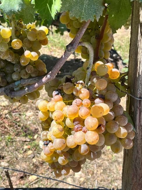 Soap Workshop, Olive Oil, Lyrarakis Winery and Lunch at Peza - Lyrarakis Winery vineyard and cellar tour: rare grapes, real production