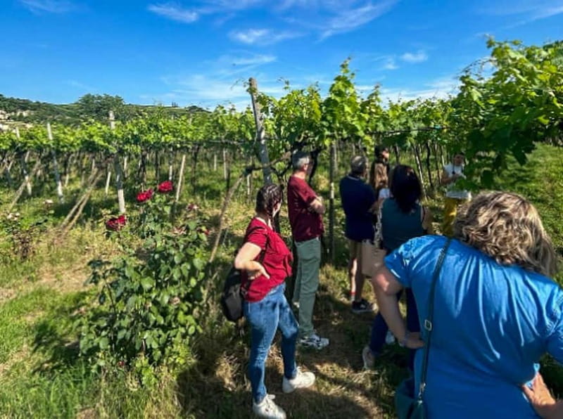 Soave: Wine Tasting and Vineyard Tour in Historical Centre - Key things you’ll notice right away