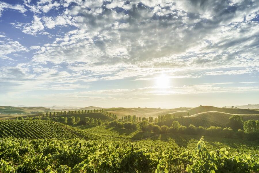 Sonoma Valley: Guided Winery Tour with Picnic Lunch - The Sonoma Valley Setup: Pickup, Small Group, and a Real Driver Day