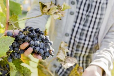 Sonoma Valley: Guided Winery Tour with Picnic Lunch - What You Learn About Wine Making (And What You Don’t Have to Pretend To Know)