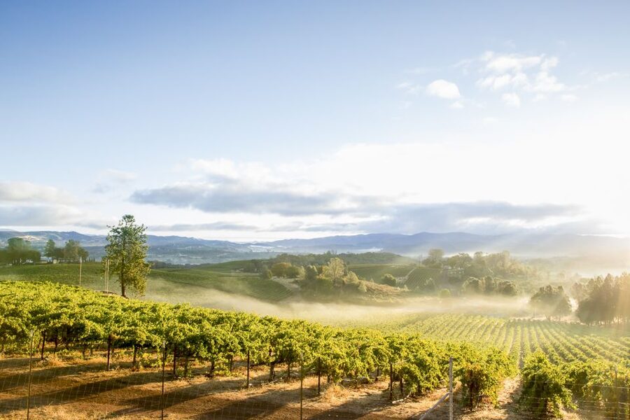 Sonoma Valley: Guided Winery Tour with Picnic Lunch - Views and Valley Time: Panoramic Sonoma Without the Driving Hassle