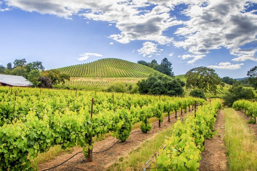 Sonoma Valley: Guided Winery Tour with Picnic Lunch - Timing: A Full Day That Stays Comfortable (If You Go With the Flow)
