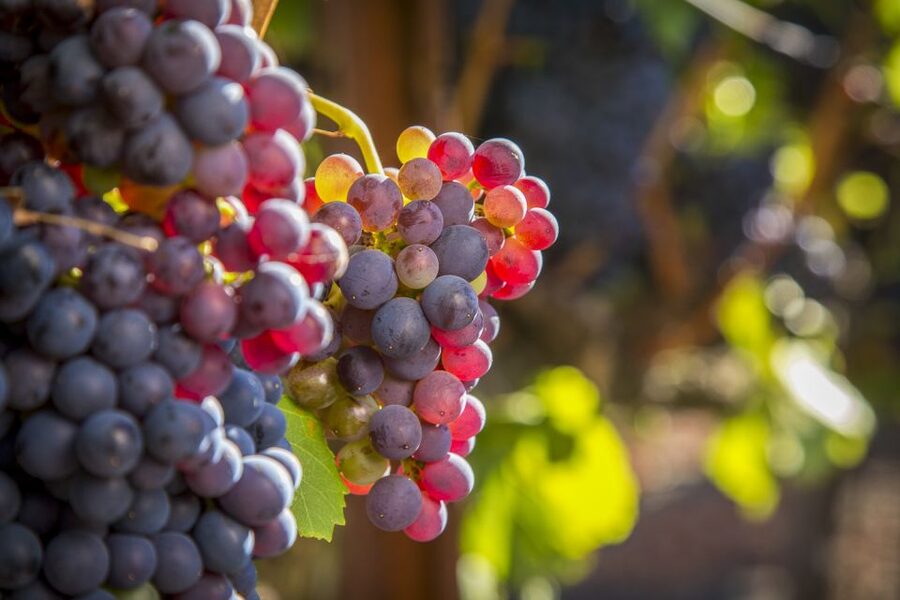 Sonoma Valley: Guided Winery Tour with Picnic Lunch - Who This Sonoma Tour Fits Best