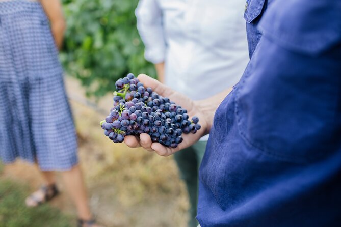 Sparkling Masterclass with Vineyard Tour and 4 Course Lunch - Your private masterclass at Printhie Wines