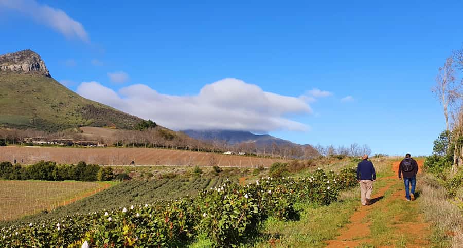 Stellenbosch: Guided Vineyard Hike and Wine Tasting - Key highlights at a glance