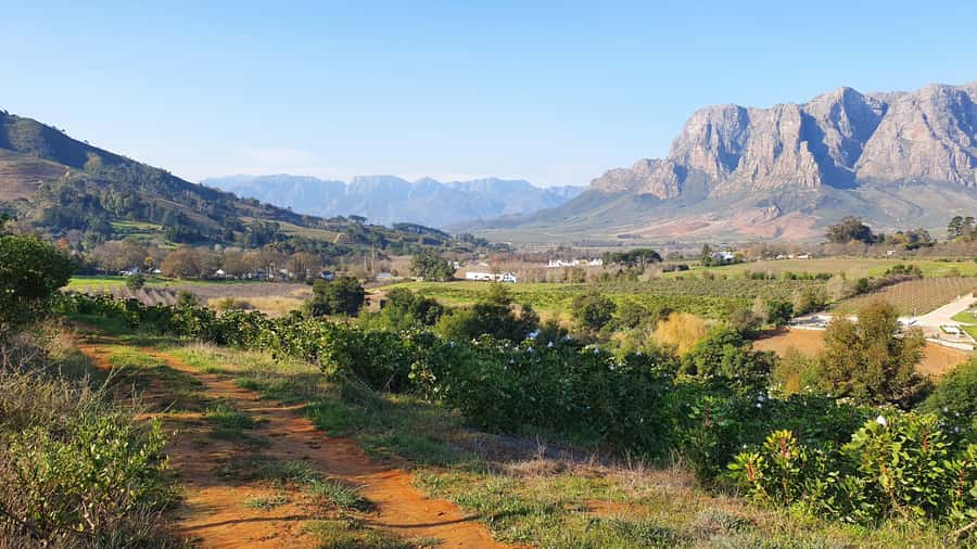 Stellenbosch: Guided Vineyard Hike and Wine Tasting - Banhoek Valley on foot: the part you’ll remember most