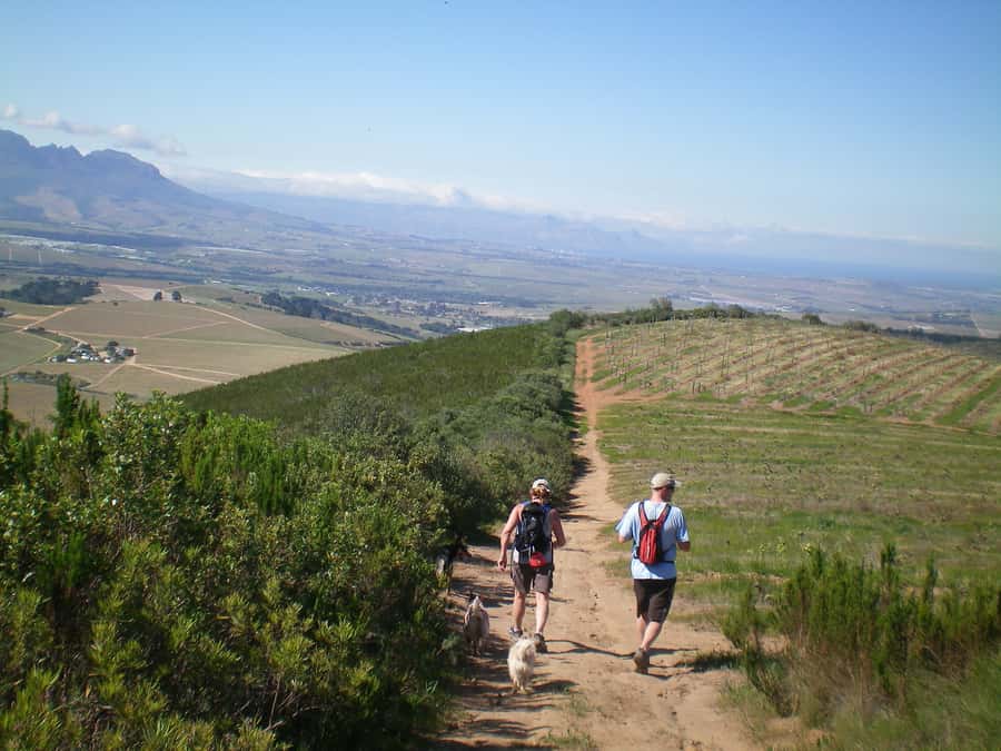 Stellenbosch: Guided Vineyard Hike and Wine Tasting - How the 5-hour flow stays relaxed (even with two estates)