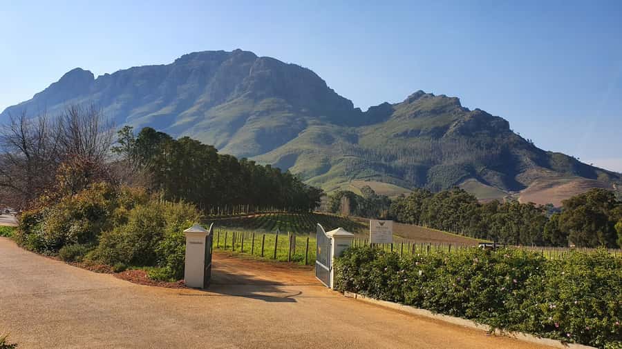 Stellenbosch: Guided Vineyard Hike and Wine Tasting - Price and what you really get for $135