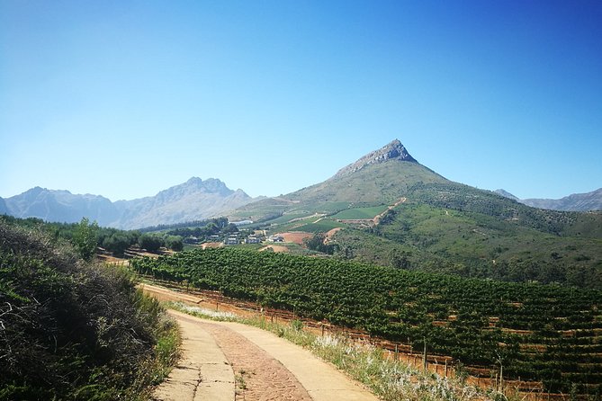 Stellenbosch Vineyard Walk & Wine Tasting - A Stellenbosch Vineyard Walk that’s more than a tasting room