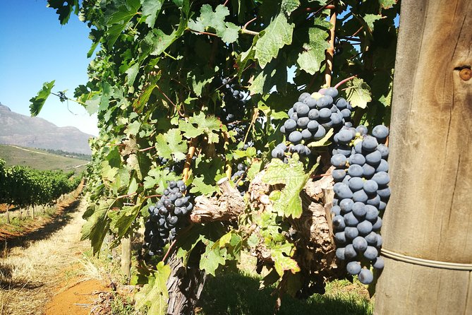 Stellenbosch Vineyard Walk & Wine Tasting - Tokara Wine Estate: big views, a second tasting, and a stronger sense of place