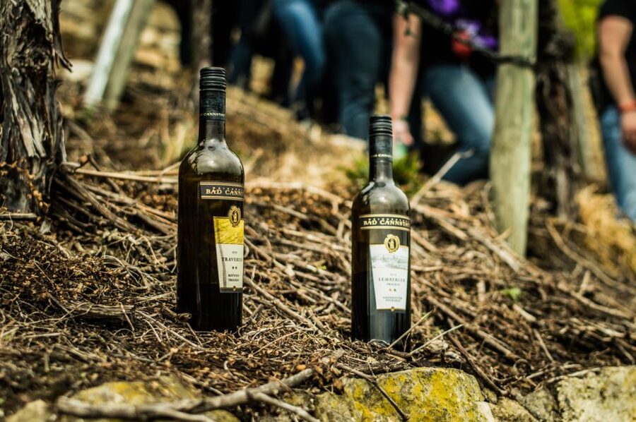 Stuttgart: Vineyard Tour by Covered Wagon - Key things that make this Stuttgart vineyard wagon tour worth it