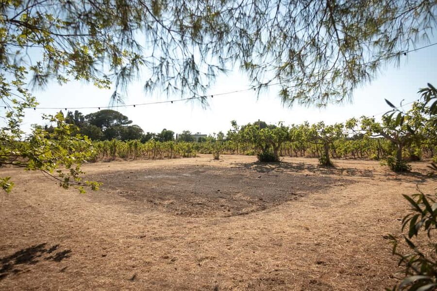 Sunset Escape in Lecce: Vineyard Picnic with Wine Tasting - Golden Hour Picnic: Blankets, Ambient Lights, and Your Wine Choice