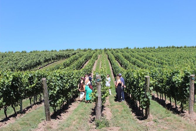 Sussex Vineyard & Winery Bus Tour on Iconic Vintage London Bus - Group Size, Meeting Point, and Timing That Actually Matter