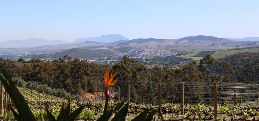 Table Mountain & Constantia Wine Estate Private Combo Tour - Constantia Glen: Where the Tasting Starts