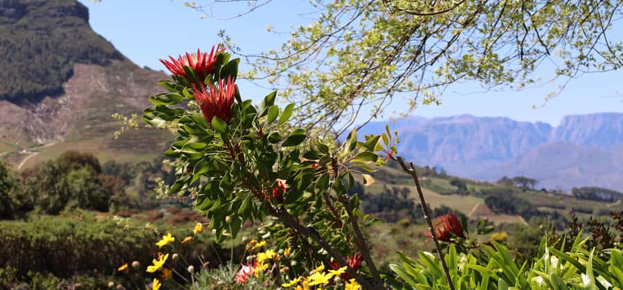 Table Mountain & Constantia Wine Estate Private Combo Tour - Beau Constantia Break: Choose Lunch, Keep the Day Yours