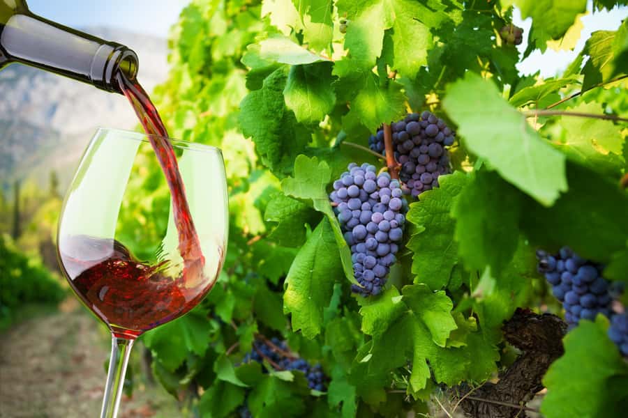 Table Mountain & Constantia Wine Estate Private Combo Tour - Groot Constantia (1685): Cellar Tour, Manor House, and Chocolate Pairing