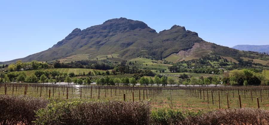 Table Mountain & Constantia Wine Estate Private Combo Tour - Steenberg Estate Finish: Executive Tasting at the End of the Loop