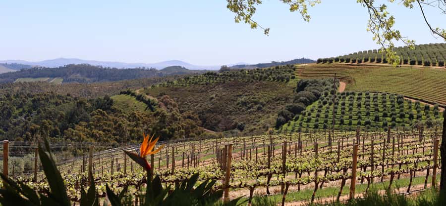 Table Mountain & Constantia Wine Estate Private Combo Tour - Price and Value: What $210 Buys You in Real Life