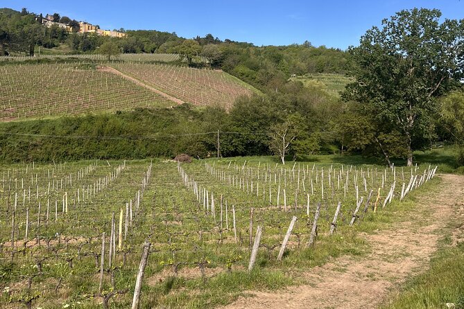 Tasting in a Tuscan Vineyard with transfer from Pisa - The tasting: organic wines paired like a Tuscan table