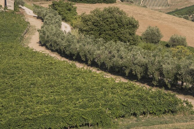 Tasting of Rosso Piceno DOC Superiore - Villa Pigna winery - Key Highlights You’ll Care About