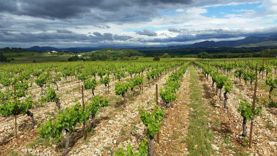 Tasting tour : The secrets of the vineyard Chateau Capion - What makes this tour worth your time