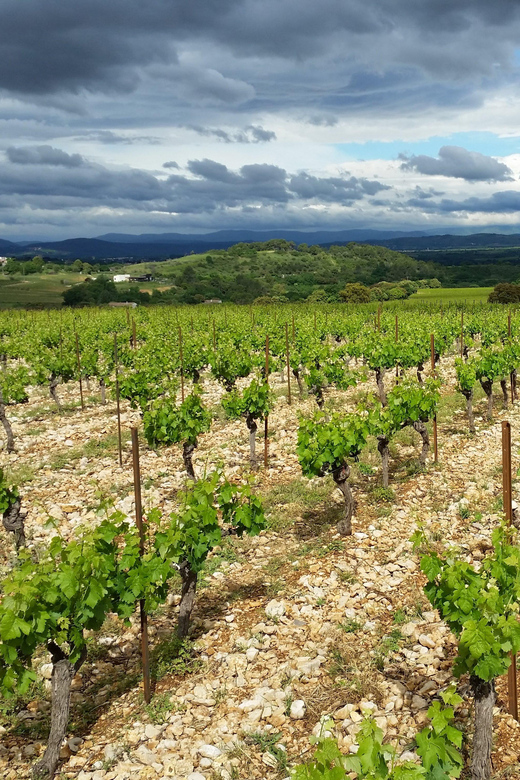 Tasting tour : The secrets of the vineyard Chateau Capion - Which wines you’ll taste: IGP Saint-Guilhem-le-Désert and AOP Terrasses du Larzac