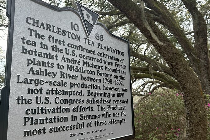 Tea Plantation and Winery Tour in Charleston - Morning logistics: where you meet and how the 5 hours feel