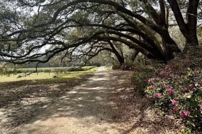 Tea Plantation and Winery Tour in Charleston - Stop 1: Angel Oak Tree for iconic photos in just 15 minutes