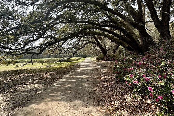 Tea Plantation and Winery Tour in Charleston - Stop 1: Angel Oak Tree for iconic photos in just 15 minutes