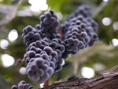 Temecula: 3-Winery Tour with Tastings and Lunch - Hotel pickup and the mini-coach comfort advantage