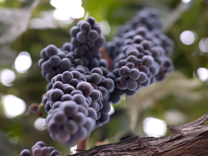 Temecula: 4-Winery Tour with Tastings and Lunch - A five-hour Temecula wine day with pickup and picnic
