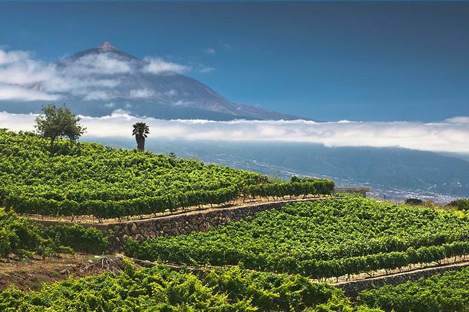 Tenerife Bodegas Monje Winery Tour with Wine and Cheese Tasting - The Guide Experience: Why People Remember Specific Names