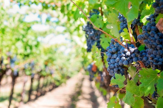 Tenerife Gastronomy Tour with Two Winery Visits and 4-Course Lunch - Casa del Vino Tenerife: a museum-cellar stop with cheese and tasting
