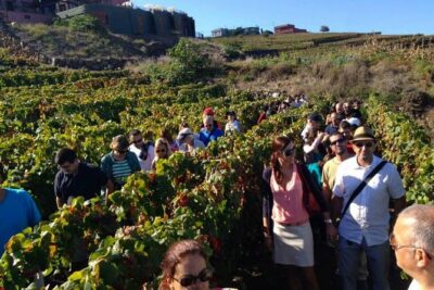 Tenerife Gastronomy Tour with Two Winery Visits and 4-Course Lunch - Starting in San Cristóbal de La Laguna (and why that hour matters)